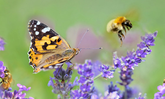 Biodiversität